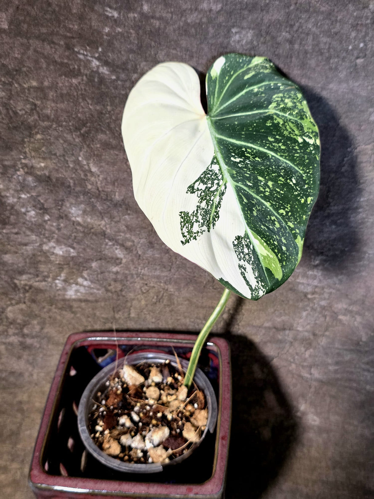 Philodendron Gloriosum Tricolor Plant - Velvet Leaf Collector Plant - (July-13-49)
