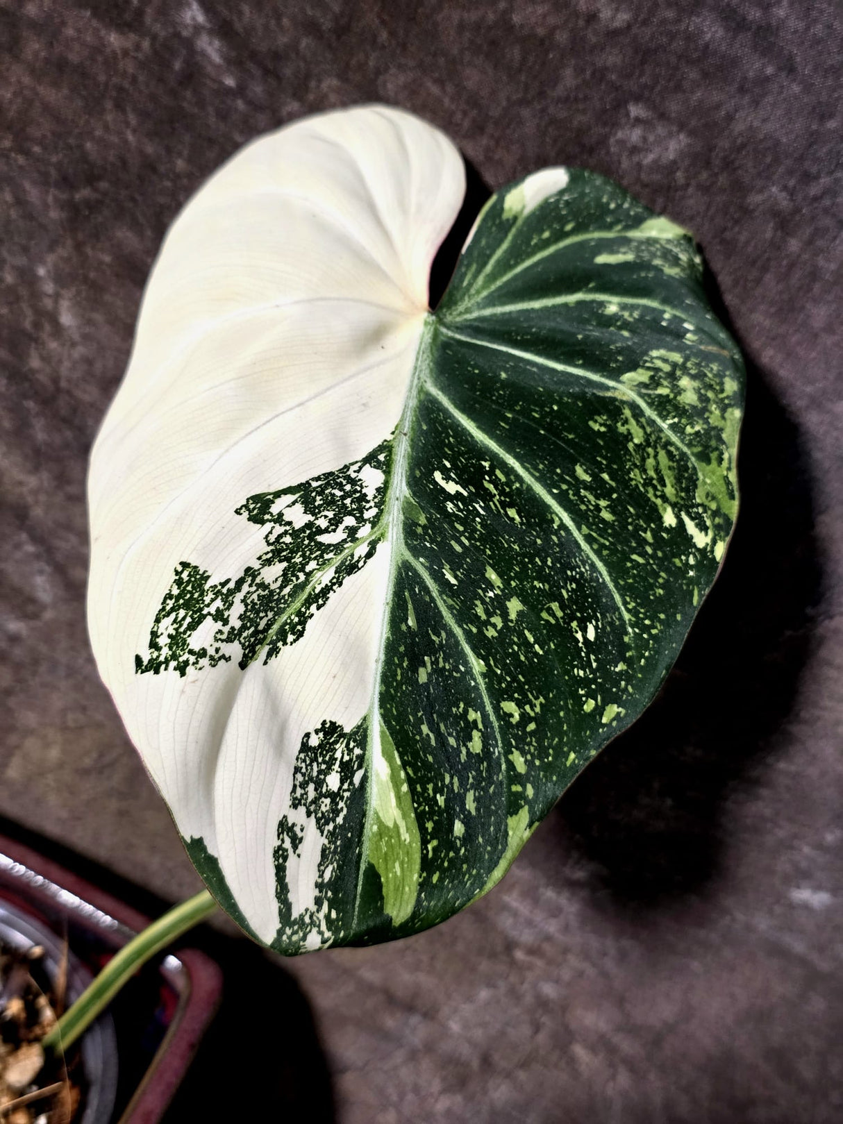 Philodendron Gloriosum Tricolor Plant - Velvet Leaf Collector Plant - (July-13-49)