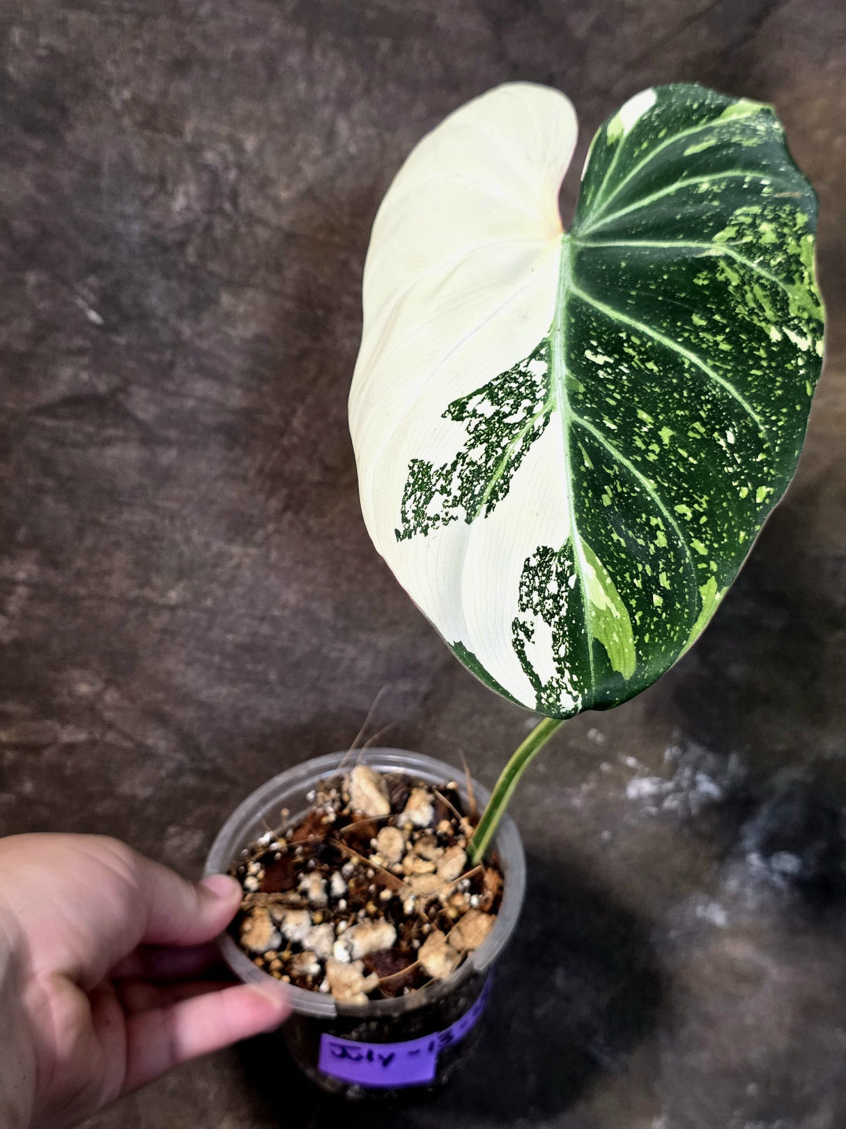 Philodendron Gloriosum Tricolor Plant - Velvet Leaf Collector Plant - (July-13-49)