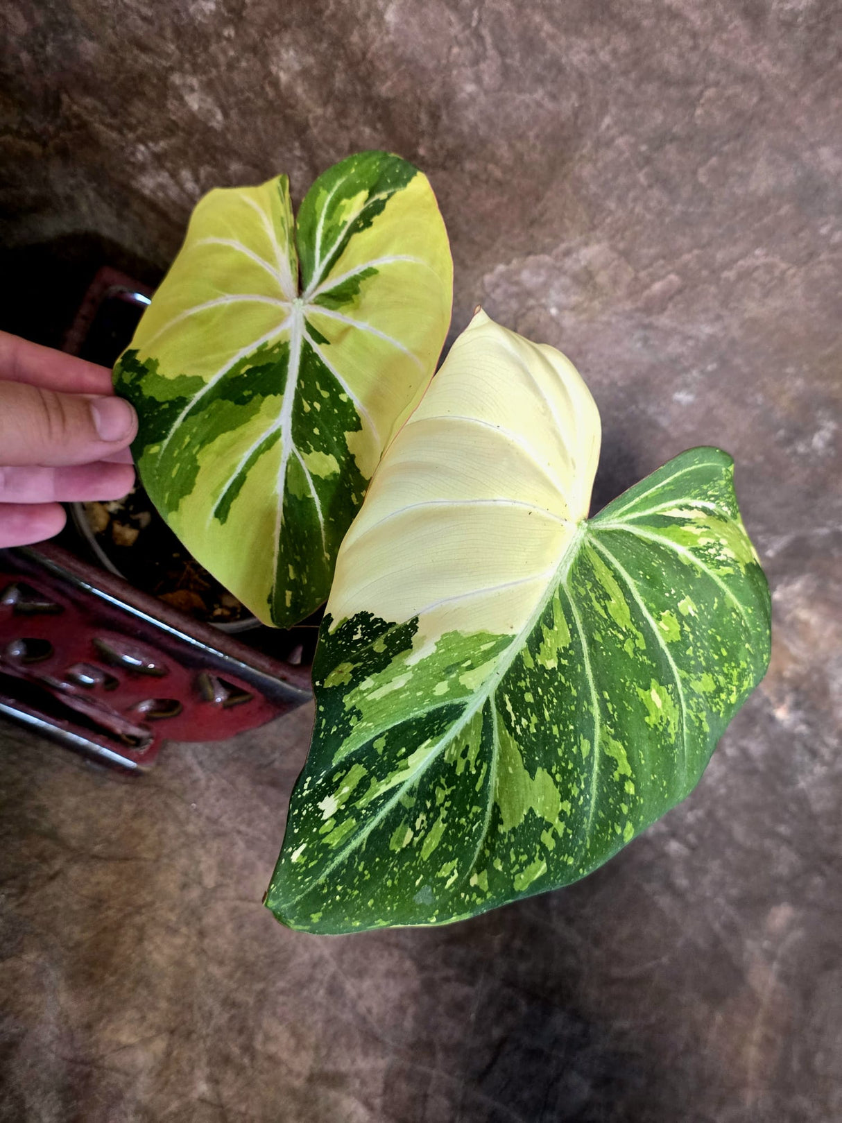 Philodendron Gloriosum Tricolor Plant - Velvet Leaf Collector Plant - (July-13-50)
