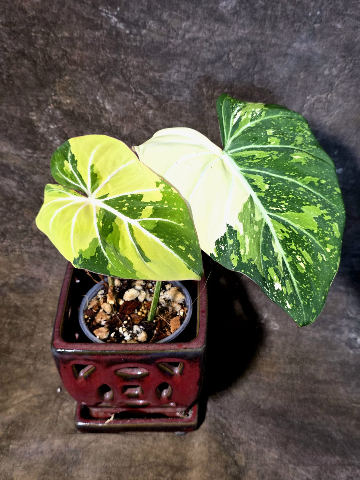 Philodendron Gloriosum Tricolor Plant - Velvet Leaf Collector Plant - (July-13-50)