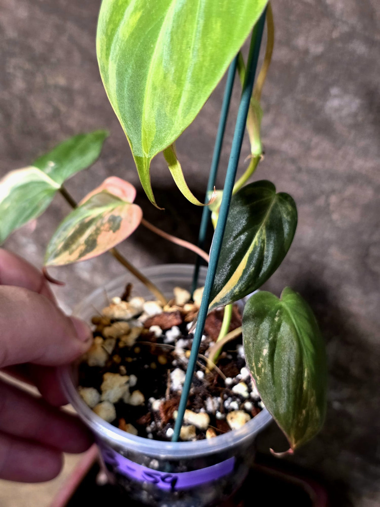 Variegated Philodendron Mican Aurea - Rare Exact Plant - (July-13-59)