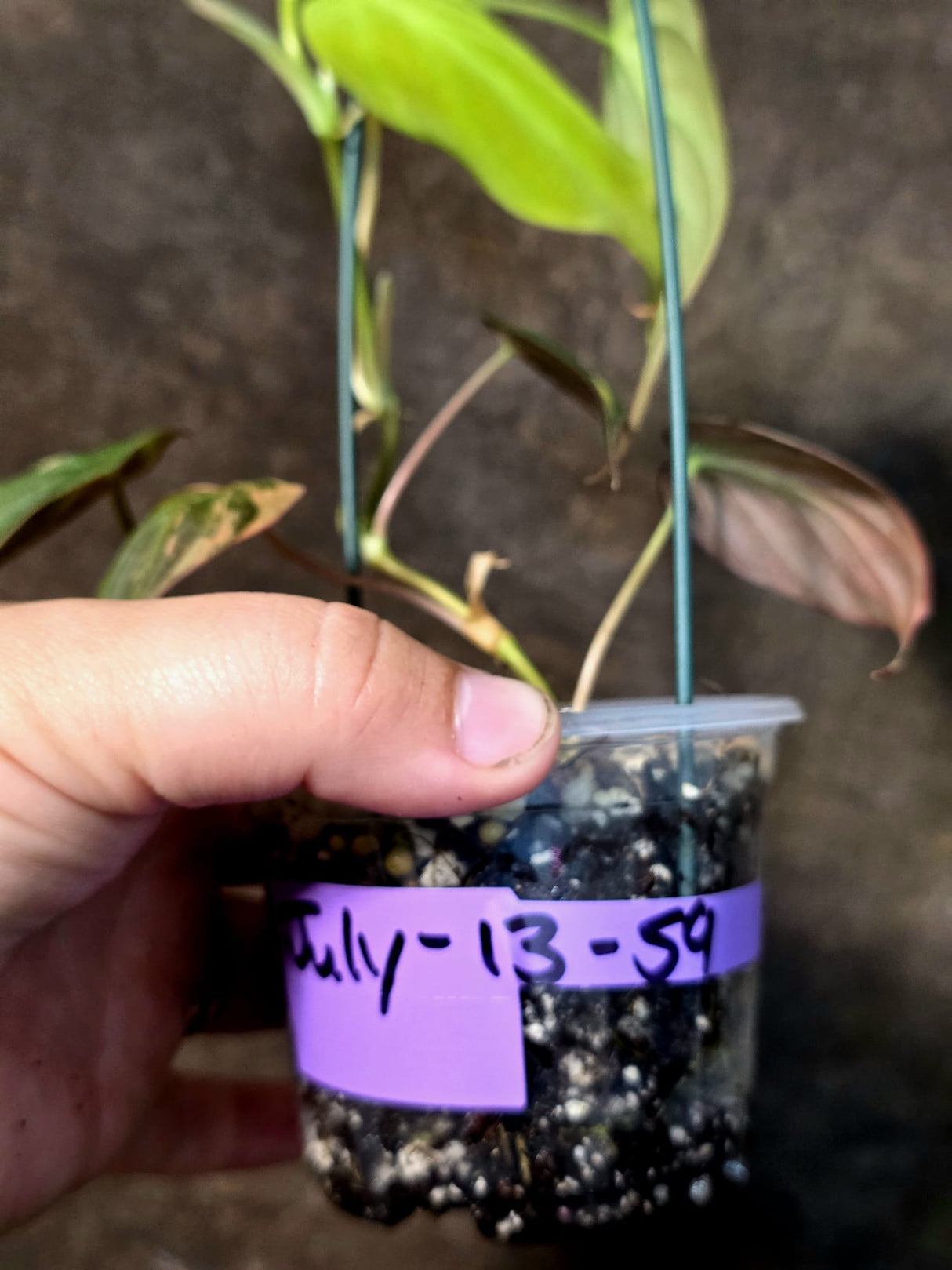 Variegated Philodendron Mican Aurea - Rare Exact Plant - (July-13-59)