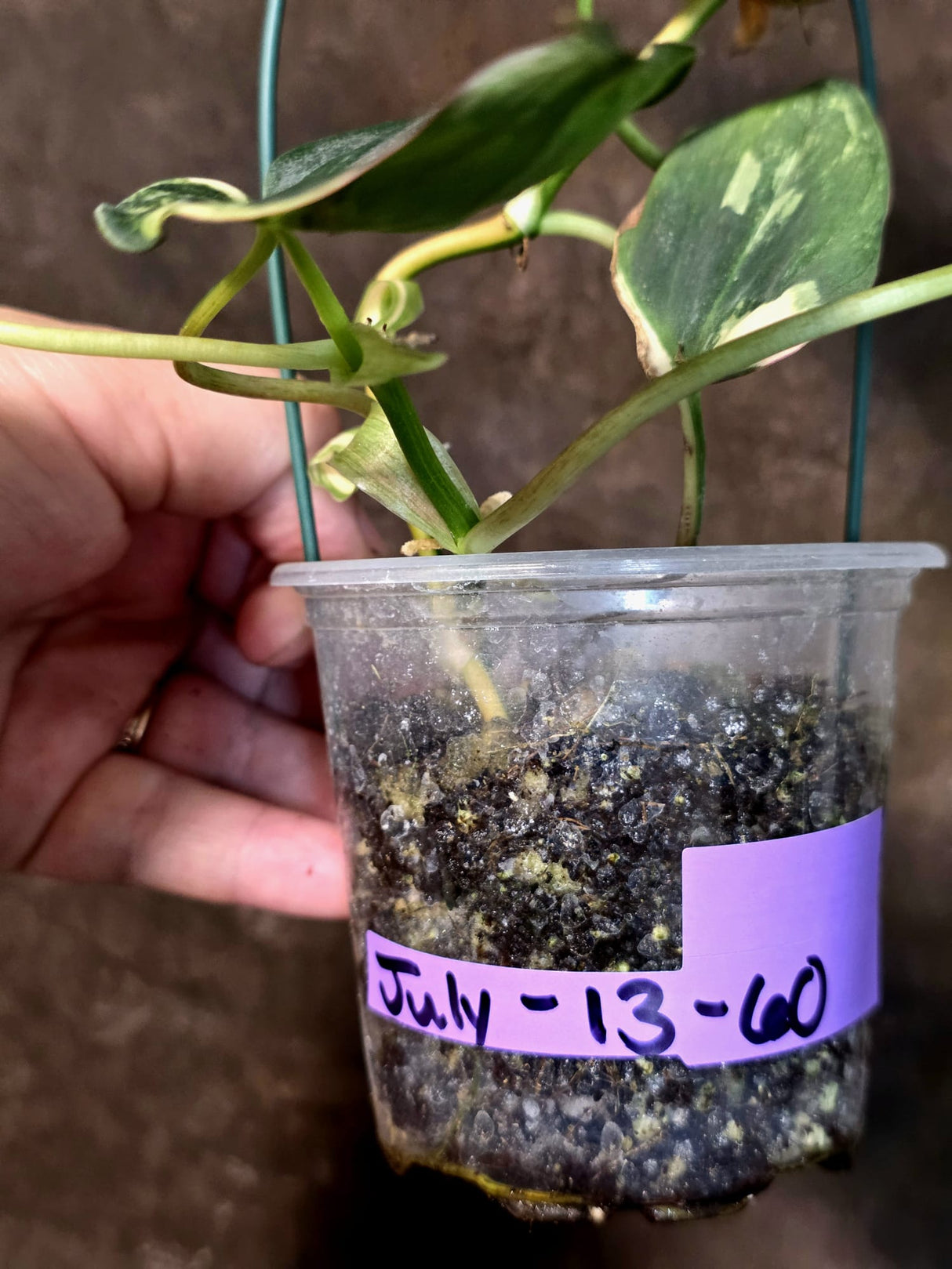 Variegated Philodendron Mican Aurea - Rare Exact Plant - (July-13-60)