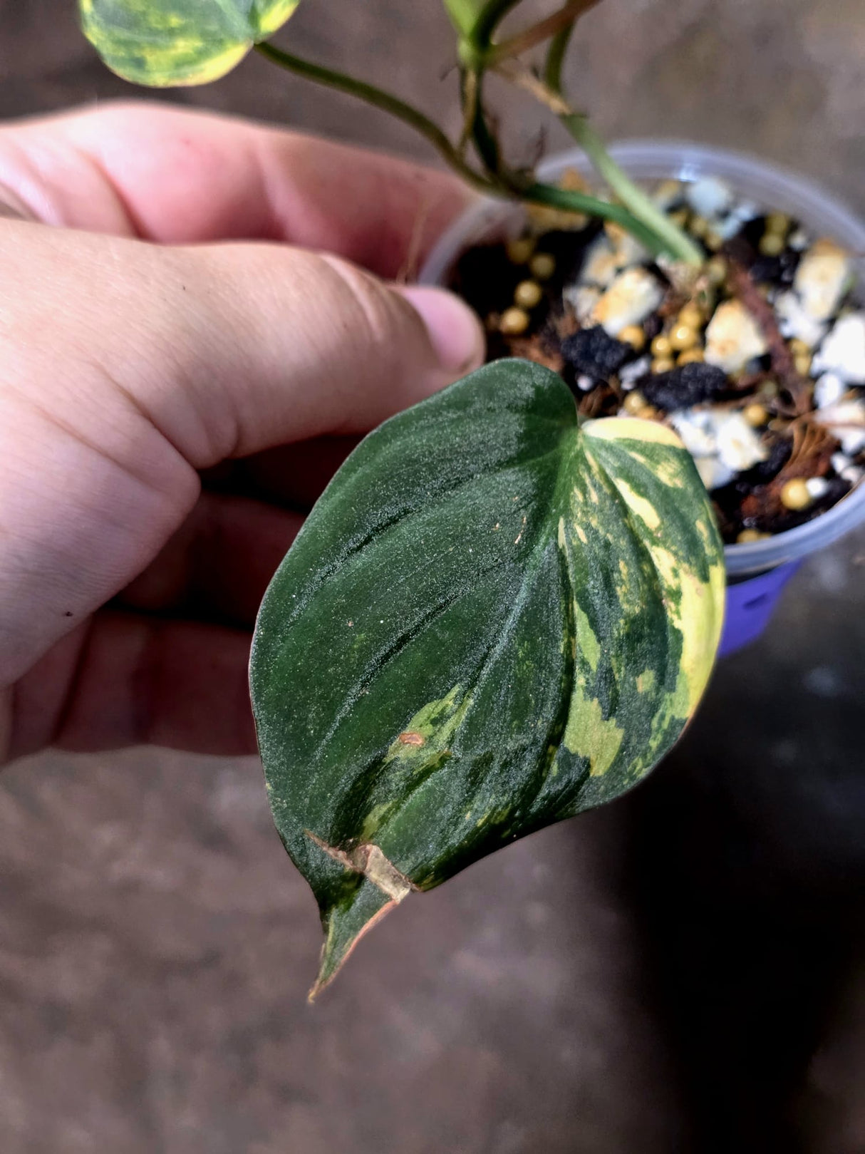 Variegated Philodendron Micans Live Plant - (July-13-63)