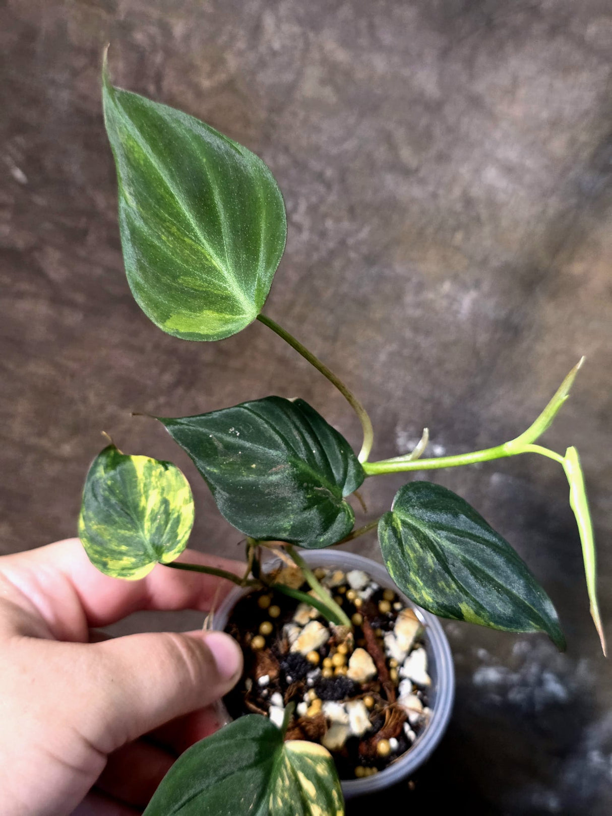 Variegated Philodendron Micans Live Plant - (July-13-63)