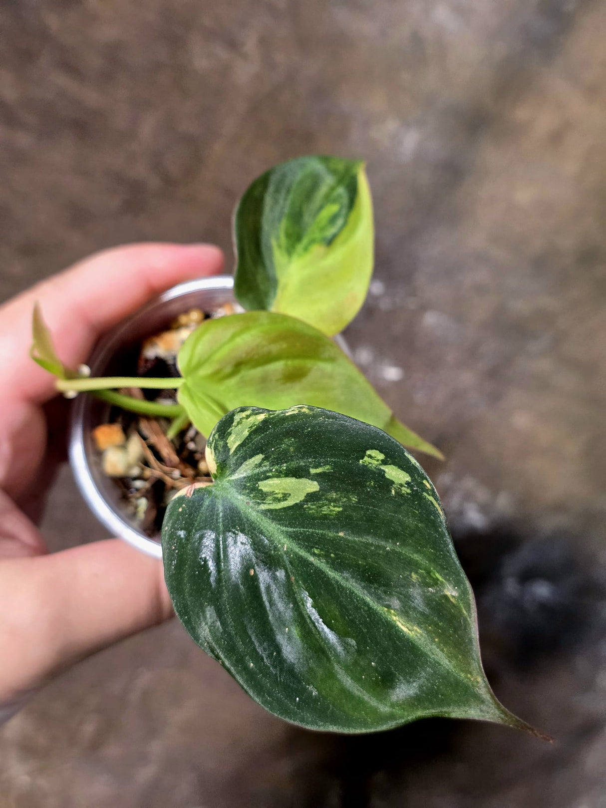 Variegated Philodendron Micans Live Plant - (July-13-65)