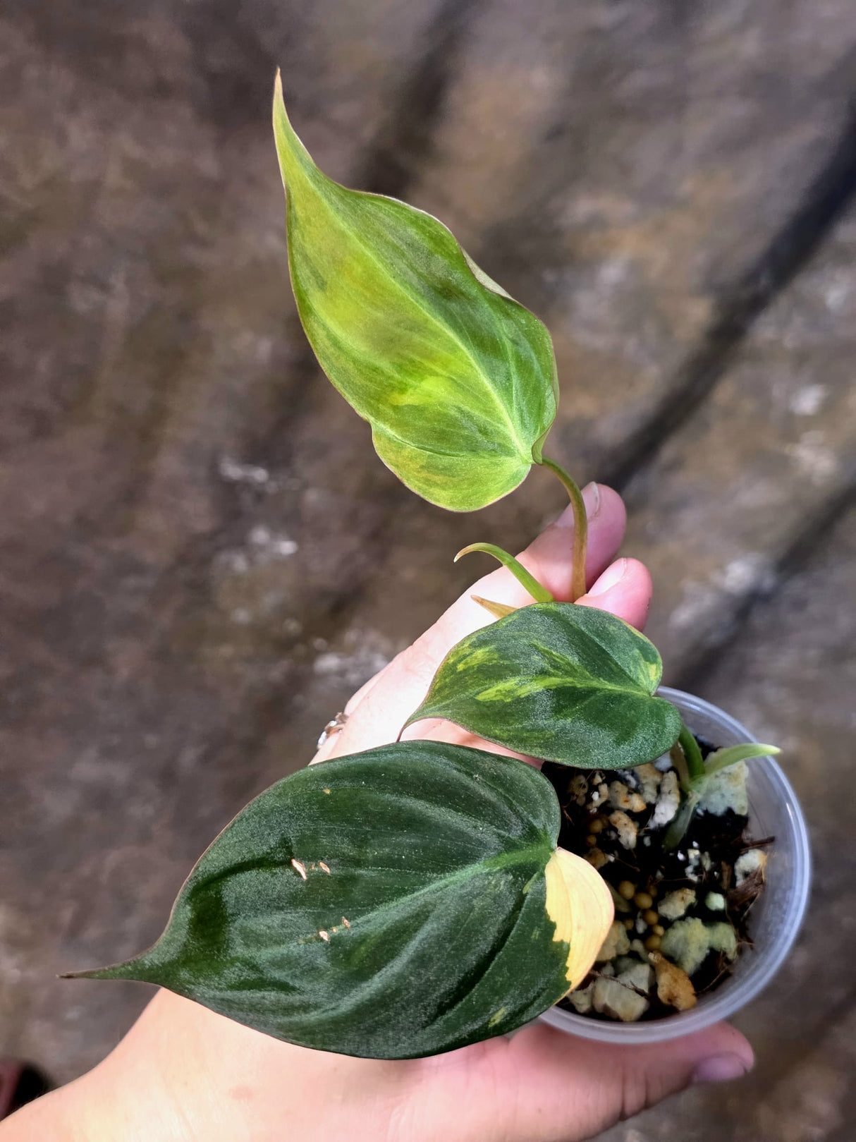 Variegated Philodendron Micans Live Plant - (July-13-64)