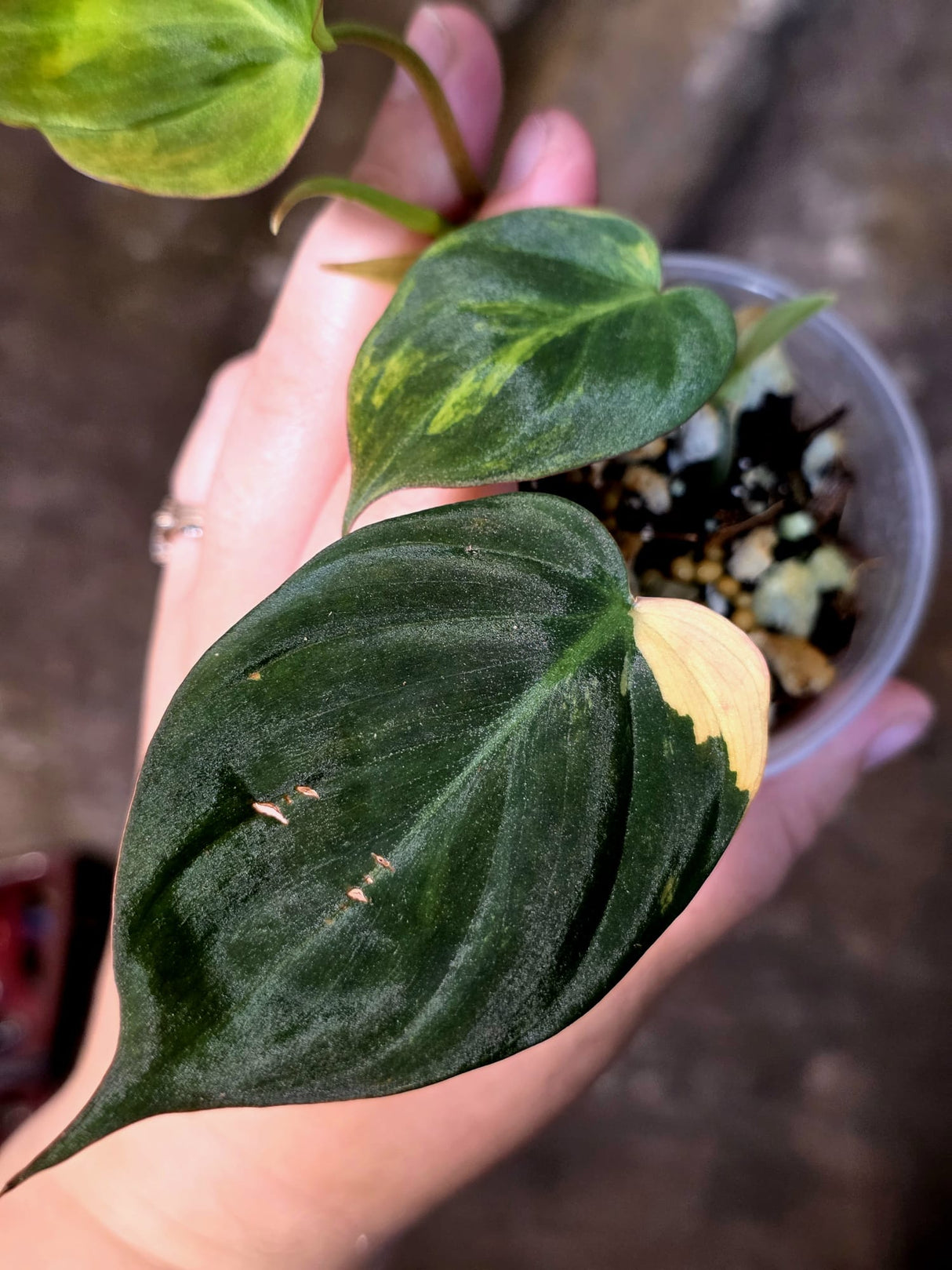 Variegated Philodendron Micans Live Plant - (July-13-64)