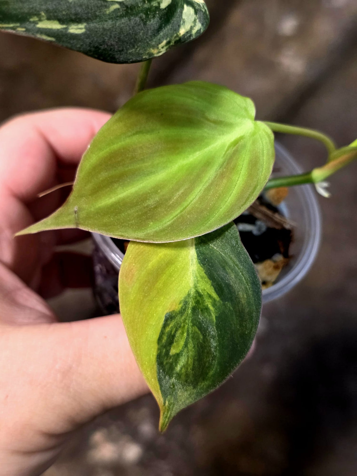 Variegated Philodendron Micans Live Plant - (July-13-65)