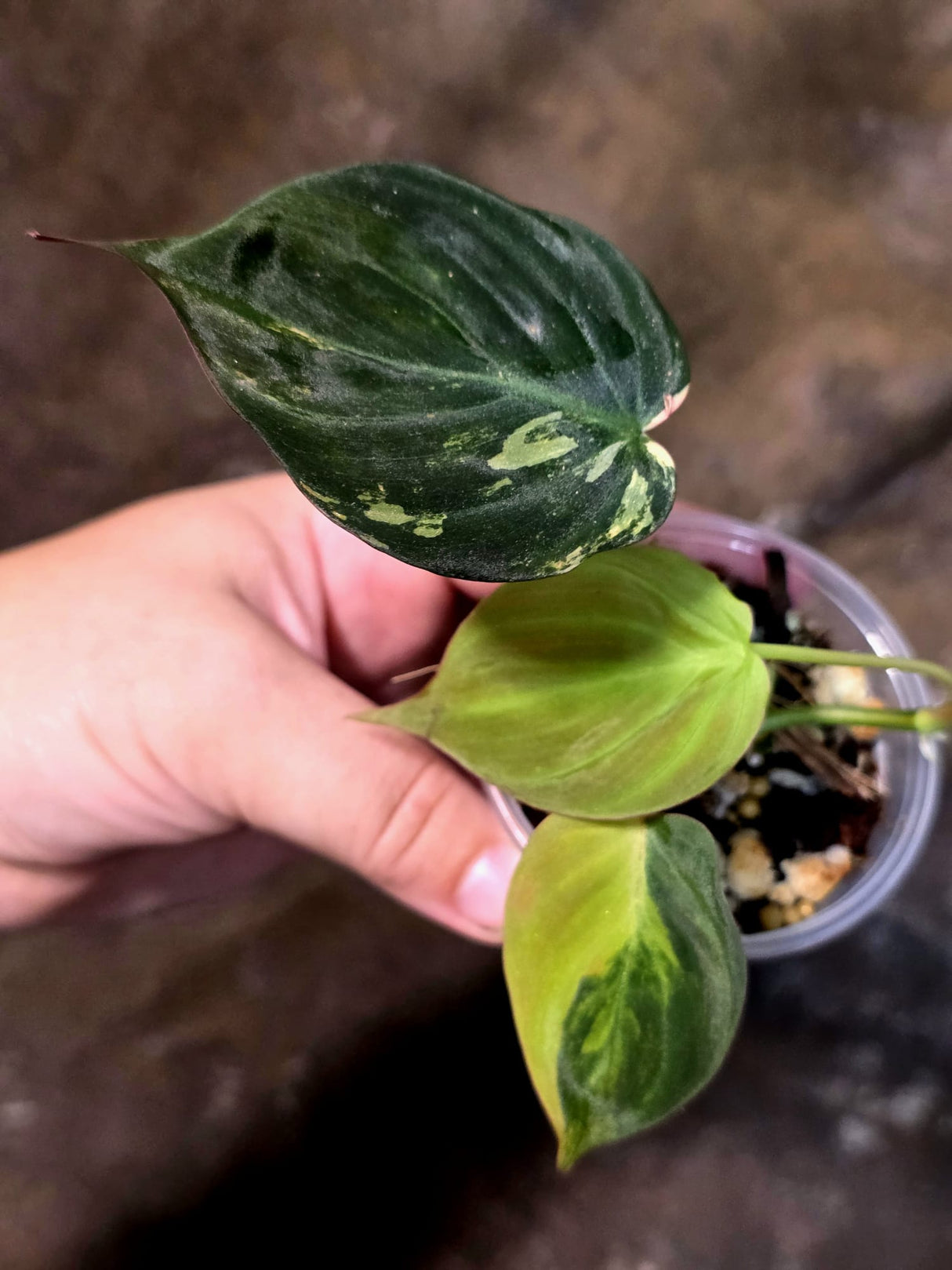 Variegated Philodendron Micans Live Plant - (July-13-65)
