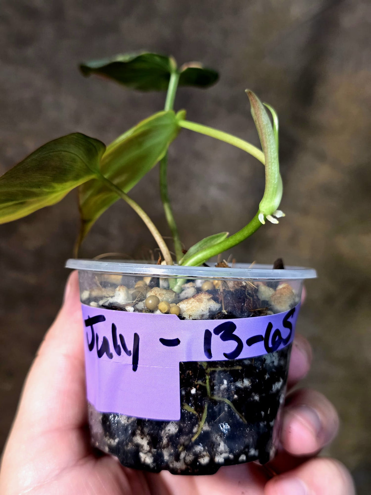 Variegated Philodendron Micans Live Plant - (July-13-65)