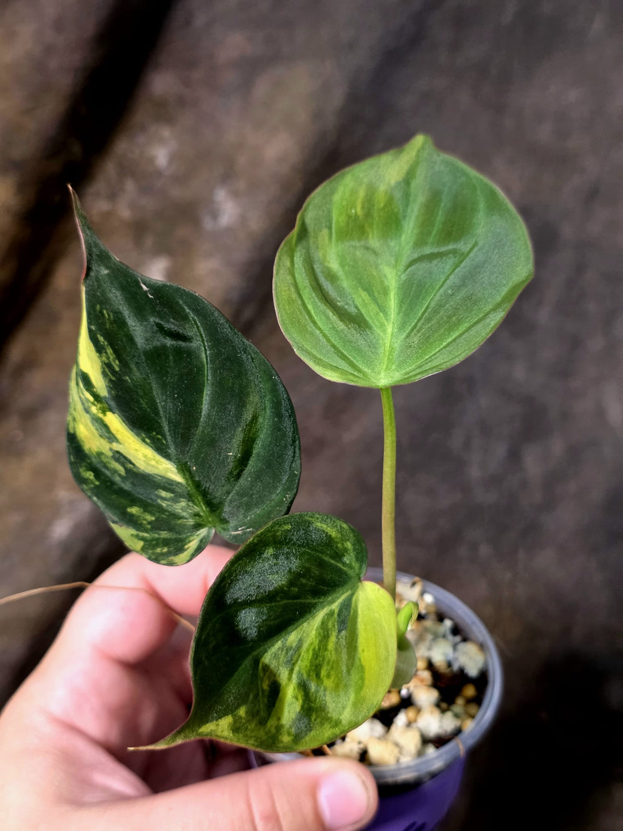 Variegated Philodendron Micans Live Plant - (July-13-66)