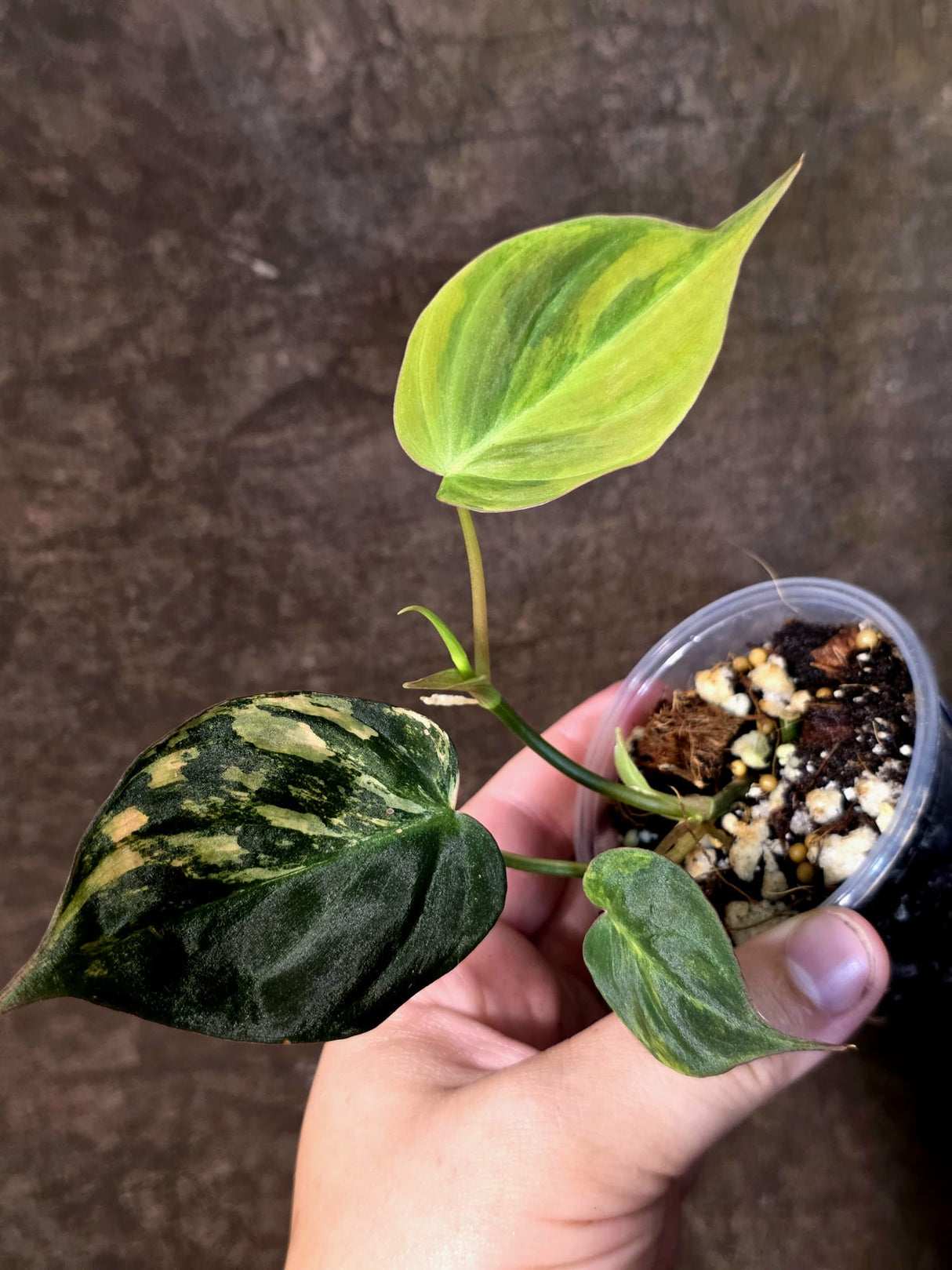 Variegated Philodendron Micans Live Plant - (July-13-69)