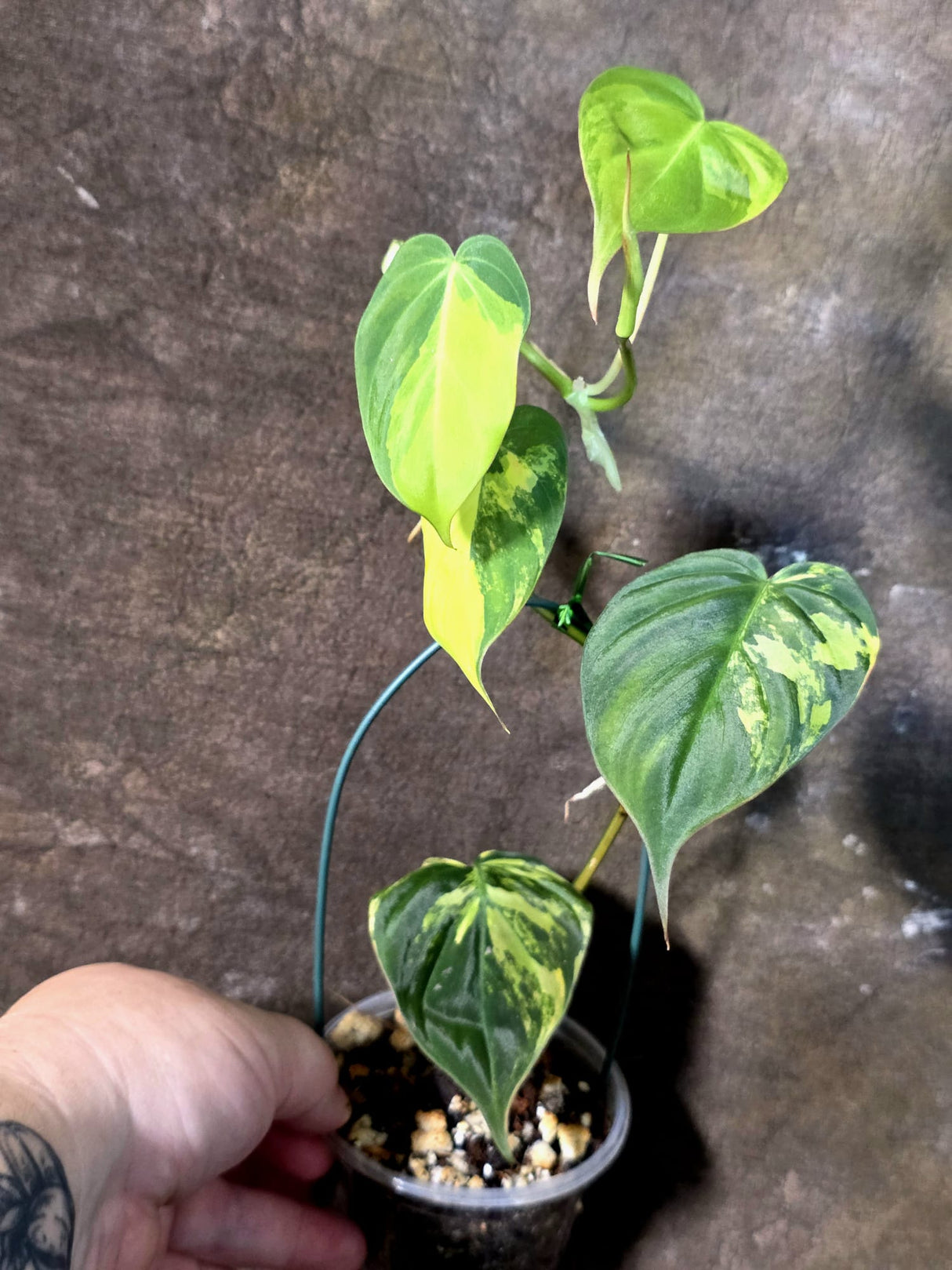 Variegated Philodendron Micans Live Plant - (July-13-70)
