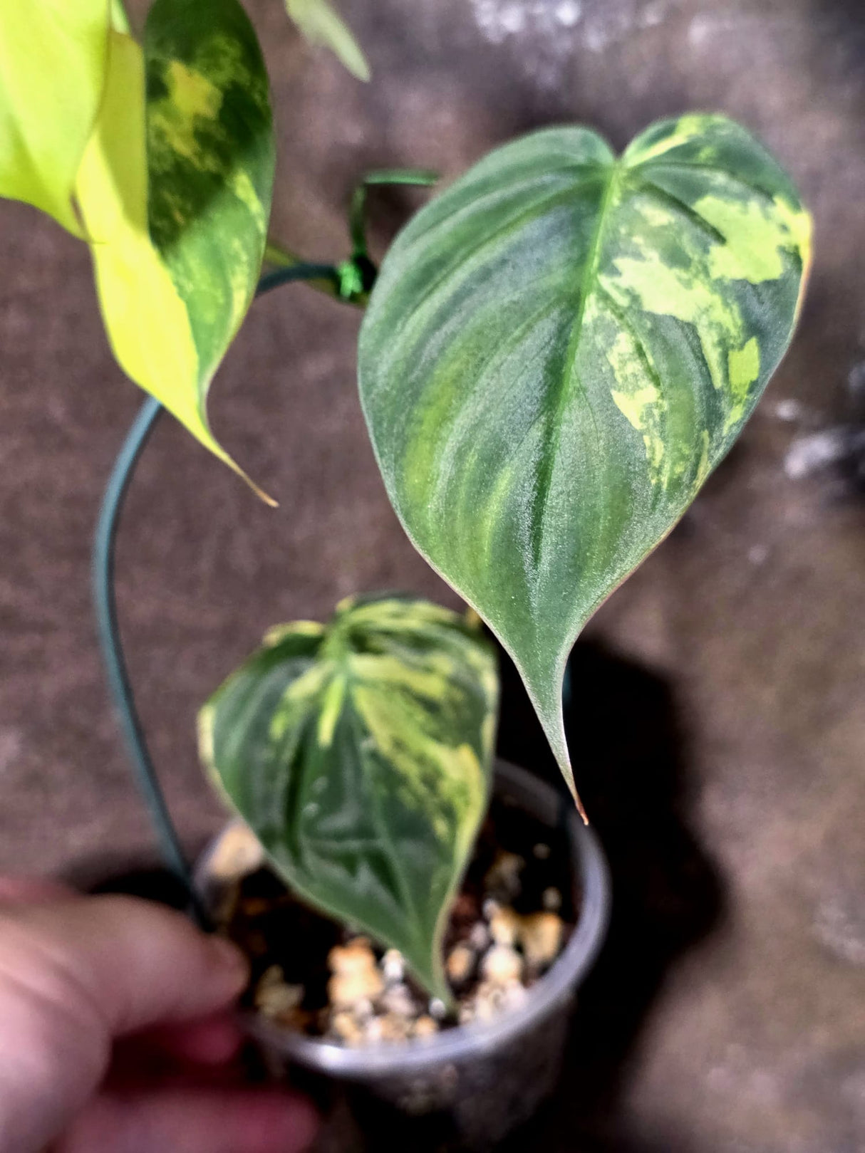 Variegated Philodendron Micans Live Plant - (July-13-70)