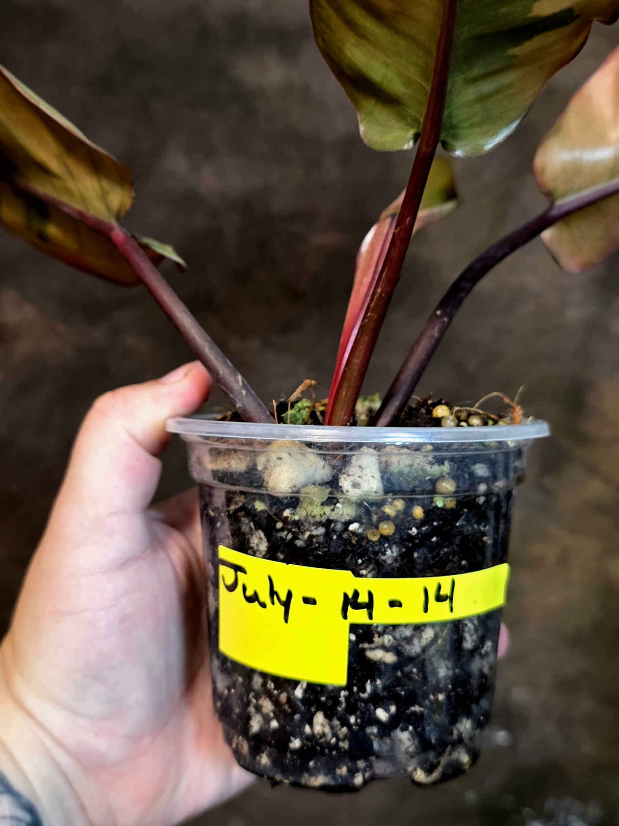 Variegated Black Cardinal Philodendron - Exact Plant - (July-14-14)