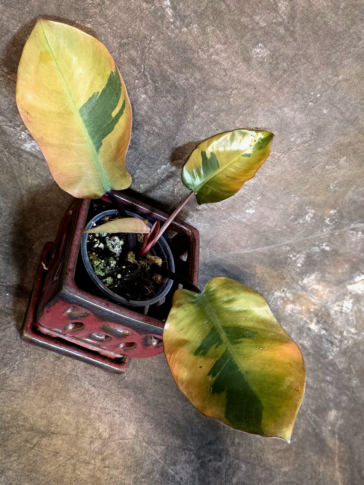 Variegated Black Cardinal Philodendron - Exact Plant - (July-14-14)