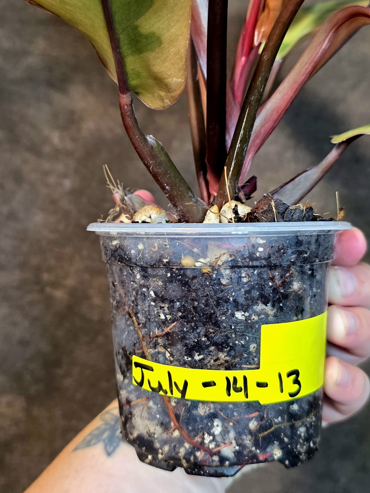Variegated Black Cardinal Philodendron - Exact Plant - (July-14-13)