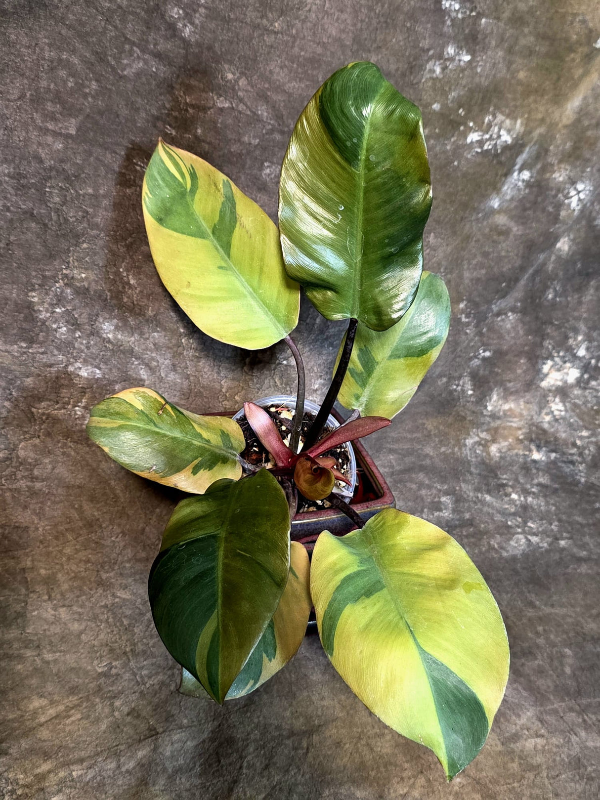 Variegated Black Cardinal Philodendron - Exact Plant - (July-14-13)