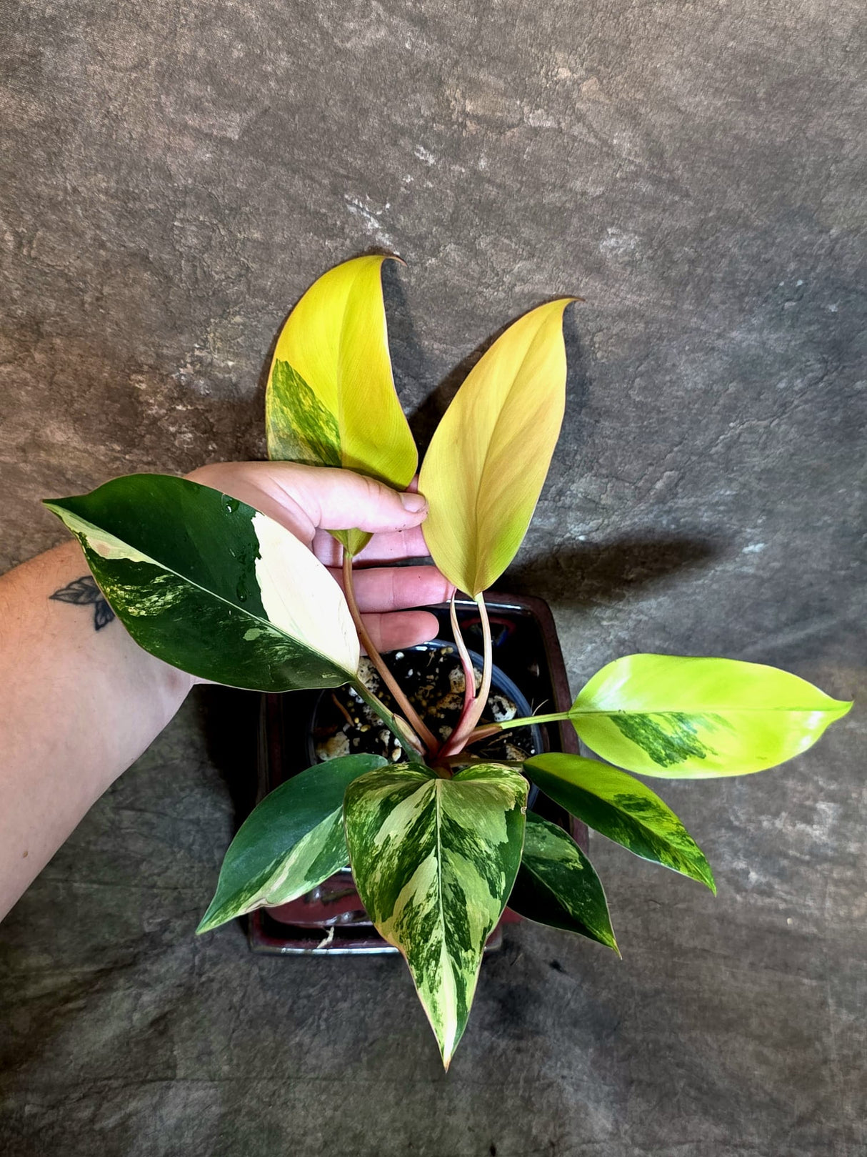 Philodendron Yellow Congo Variegated - EXACT Plant - (July-14-16)