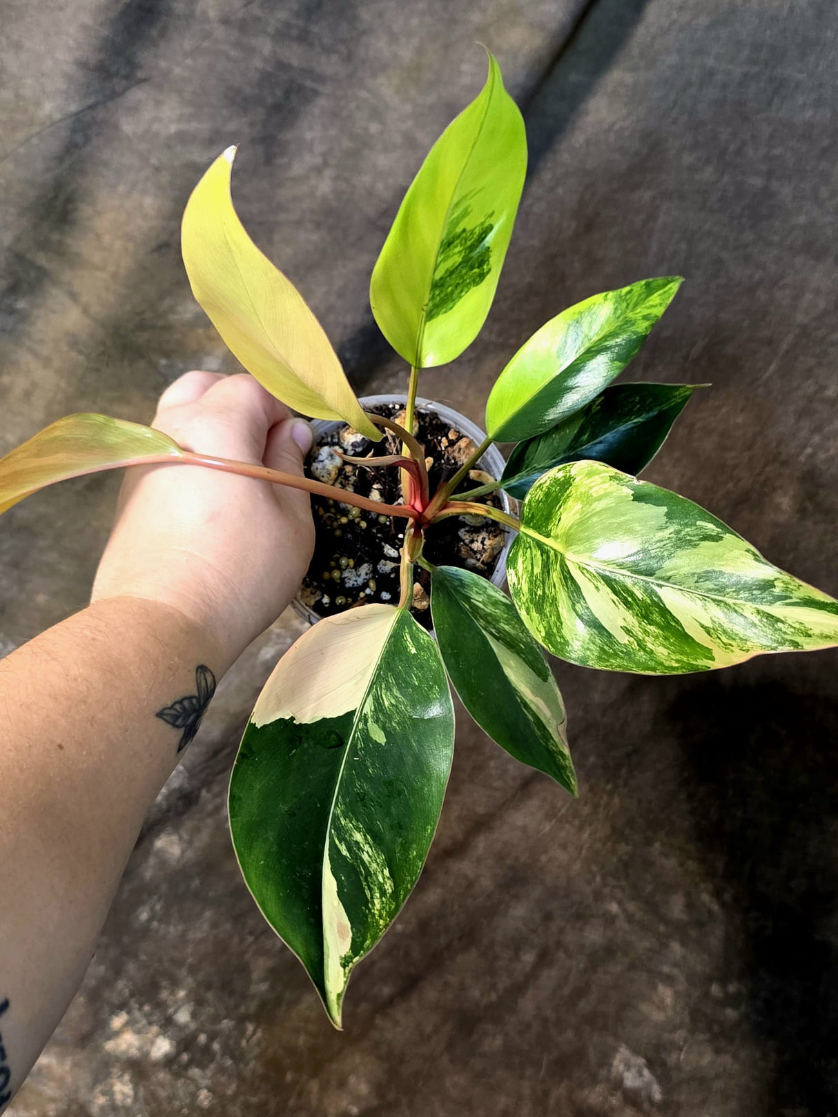 Philodendron Yellow Congo Variegated - EXACT Plant - (July-14-16)