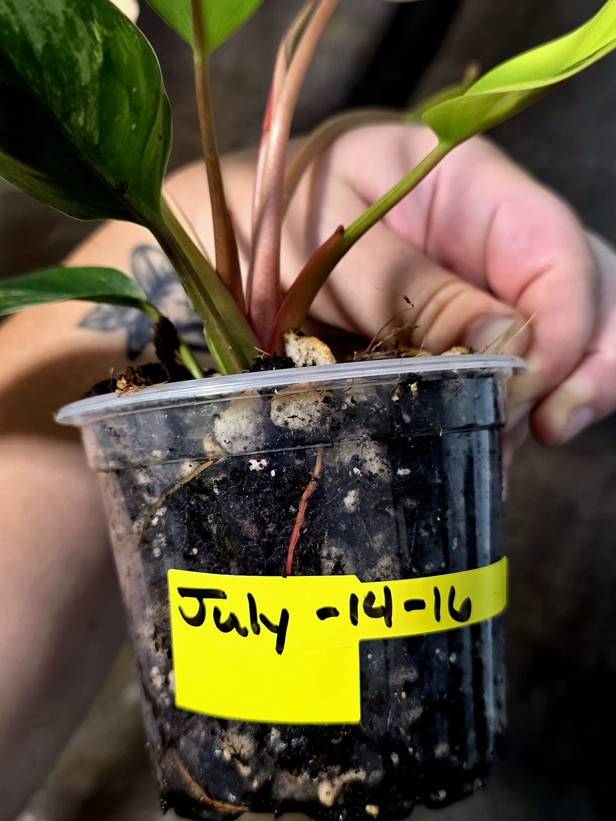Philodendron Yellow Congo Variegated - EXACT Plant - (July-14-16)