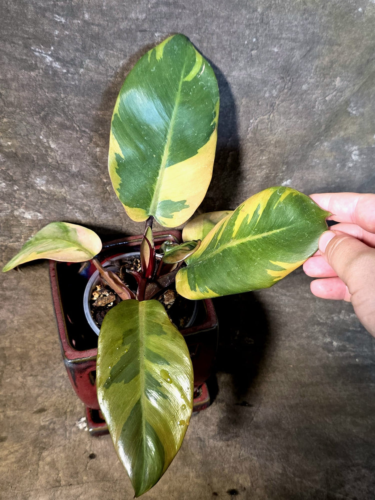 Variegated Black Cardinal Philodendron - Exact Plant - (July-14-19)