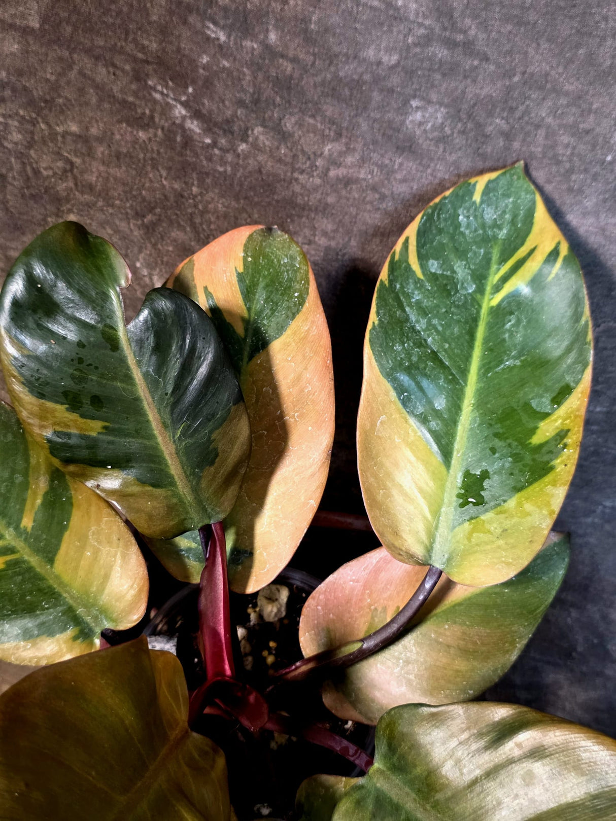 Variegated Black Cardinal Philodendron - Exact Plant - (July-14-21)