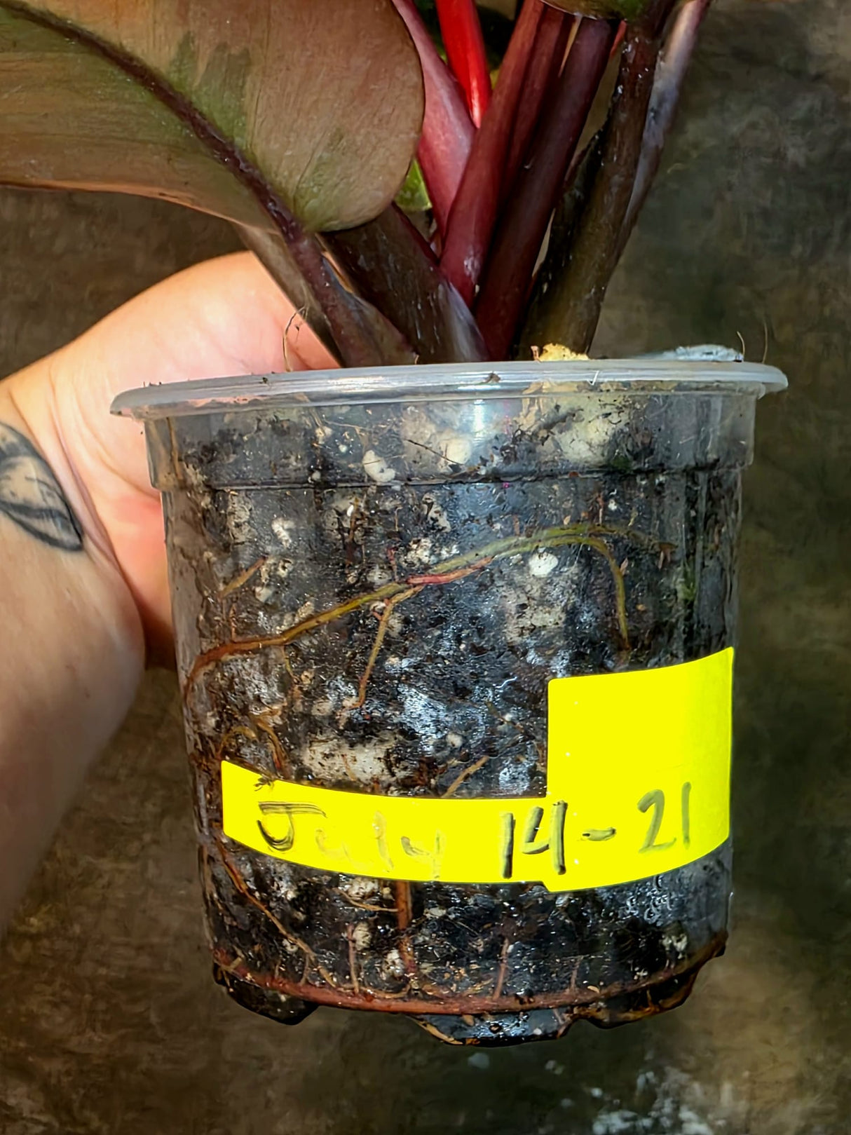 Variegated Black Cardinal Philodendron - Exact Plant - (July-14-21)