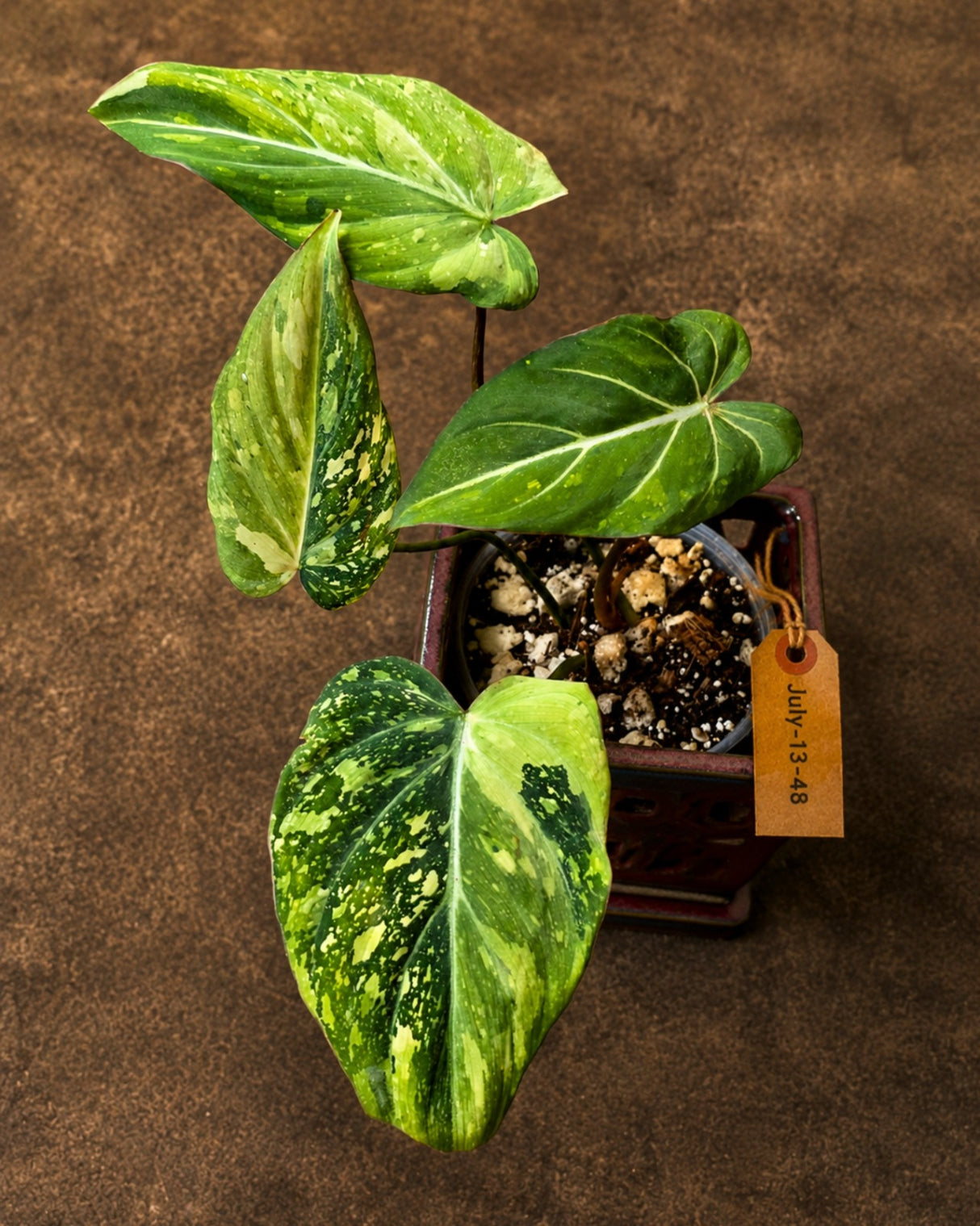 Philodendron Gloriosum Tricolor Plant - Velvet Leaf Collector Plant - (July-13-48)
