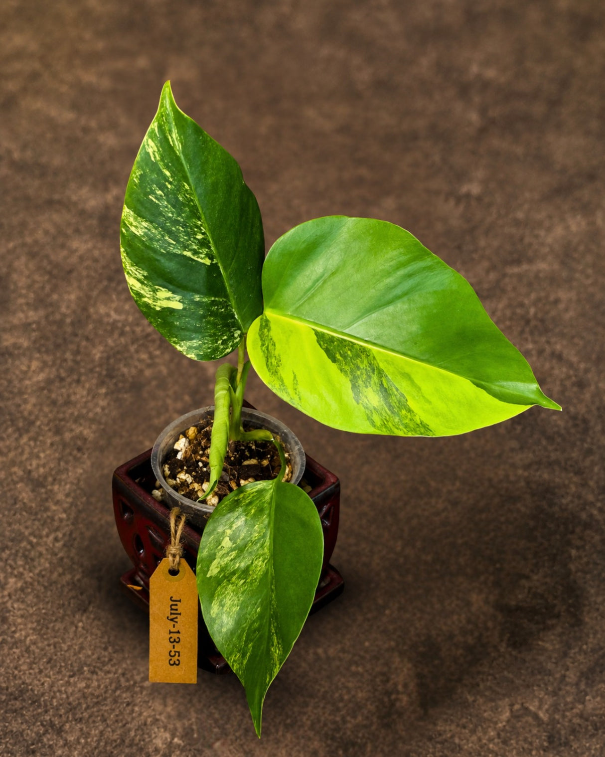 Monstera Borsigiana Aurea Variegated - Exact Rare Plants (July-13-53)
