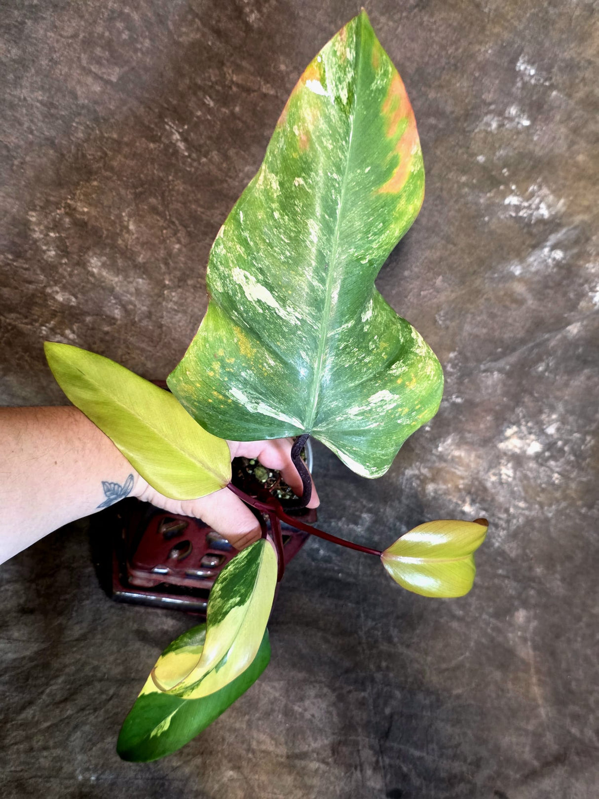 Variegated Philodendron Strawberry Shake Live Plant - (July-14-22)