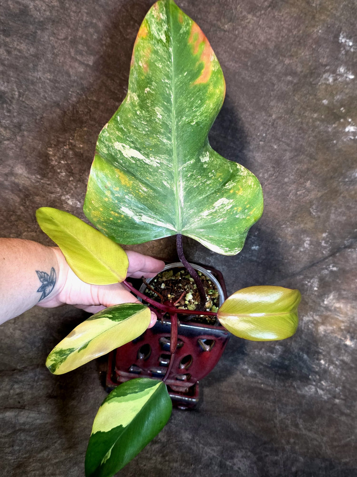 Variegated Philodendron Strawberry Shake Live Plant - (July-14-22)