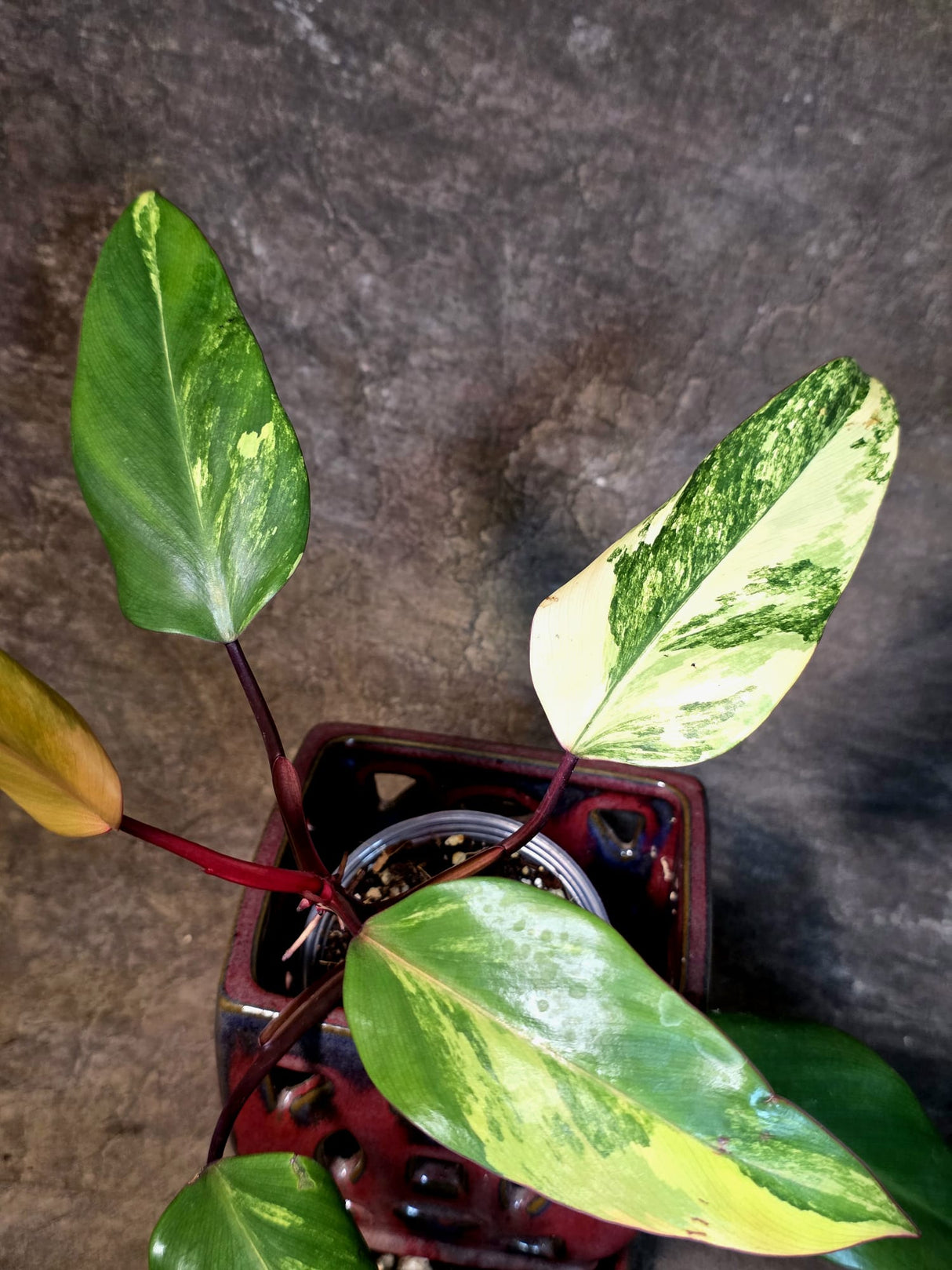 Variegated Philodendron Strawberry Shake Live Plant - (July-14-23)