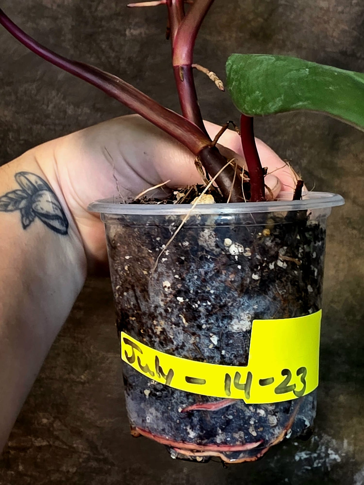 Variegated Philodendron Strawberry Shake Live Plant - (July-14-23)