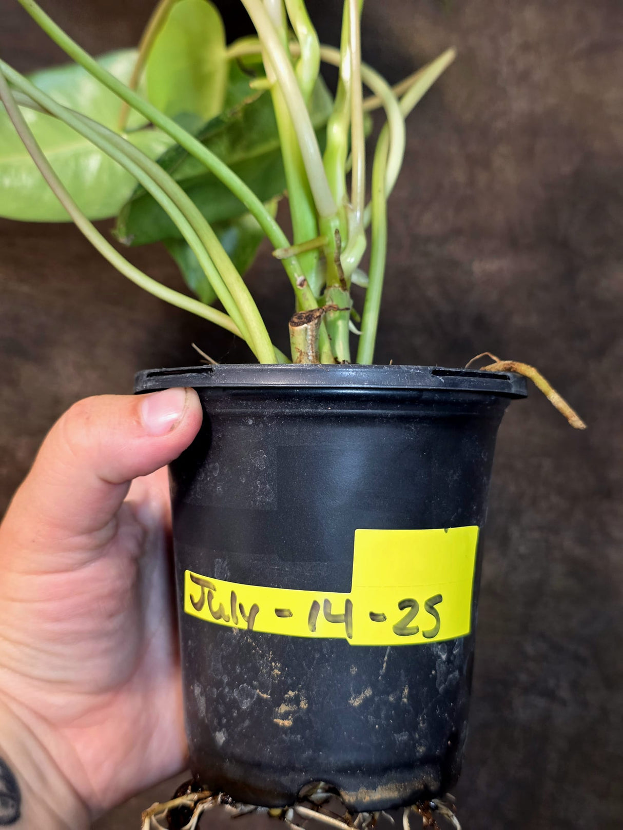 Variegated Burle Marx Philodendron - Rare Aroid - US Seller (July-14-25)