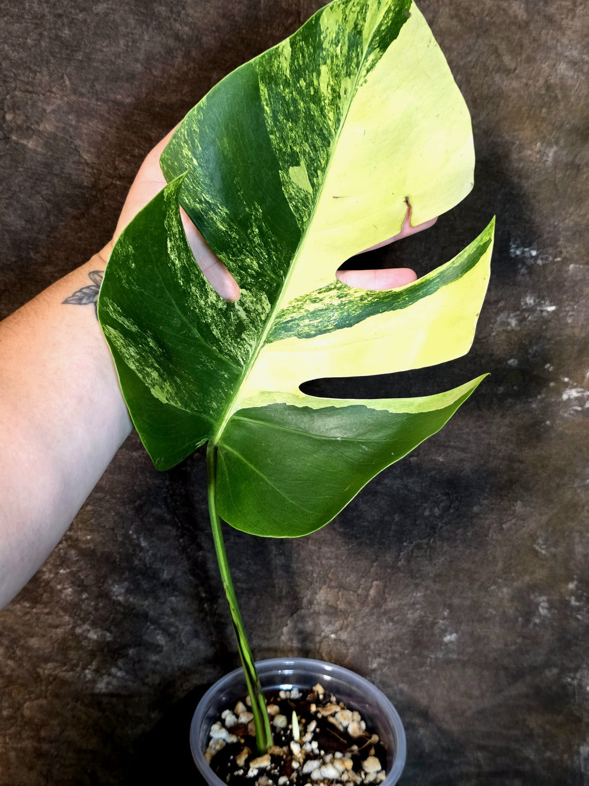 Monstera Aurea Variegated Borsigiana - Exact Plant - (July-14-26)