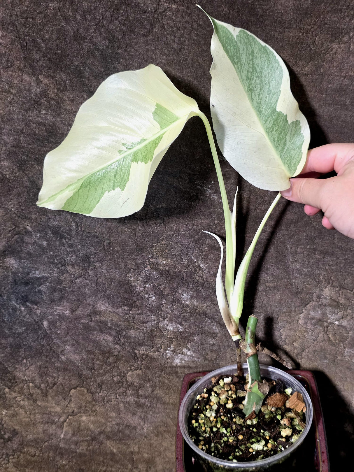 Variegated Monstera Albo - White Monstera - US Seller (July-14-29)