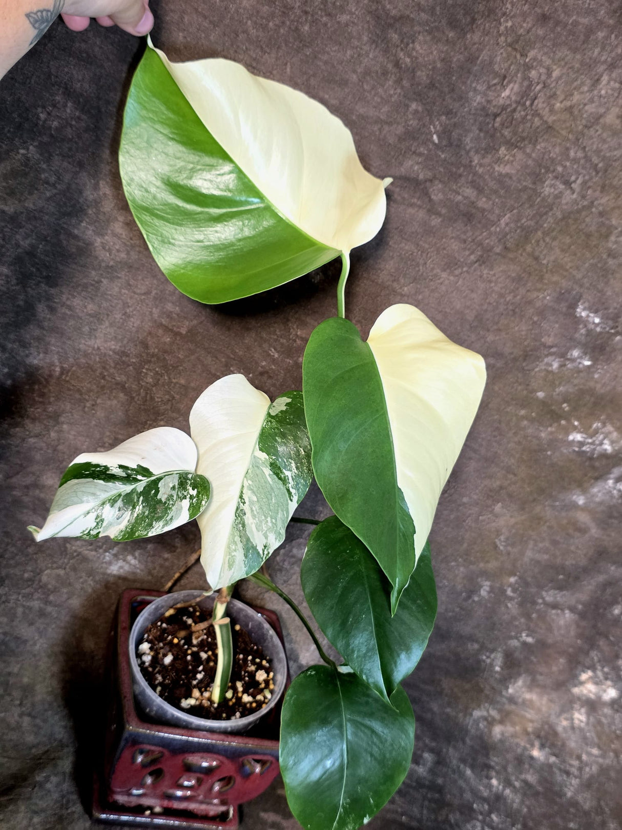 Variegated Monstera Albo - White Monstera - US Seller (July-14-30)