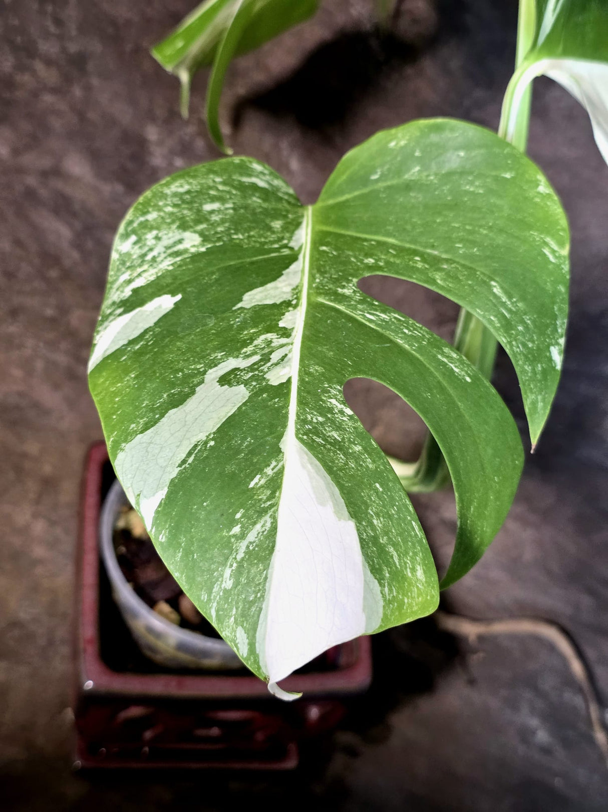Variegated Monstera Albo - White Monstera - US Seller (July-14-28)