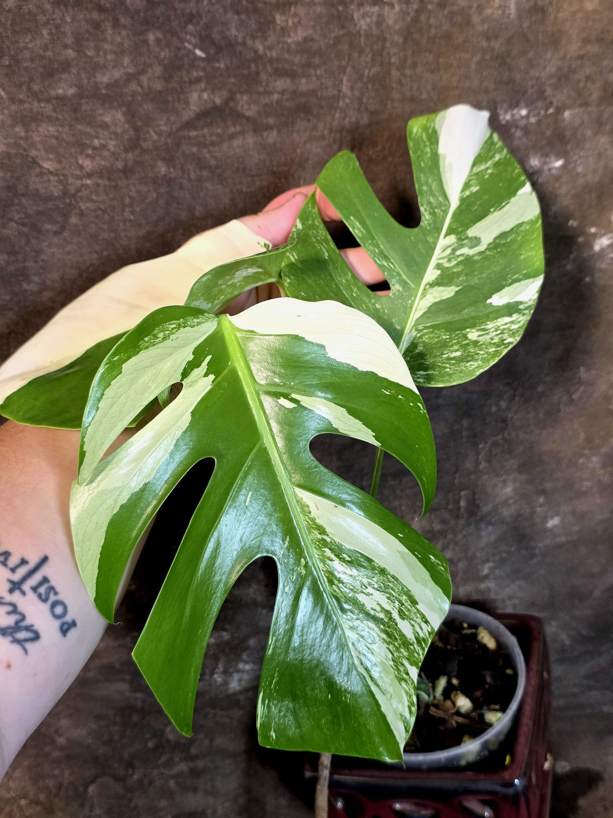 Variegated Monstera Albo - White Monstera - US Seller (July-14-28)
