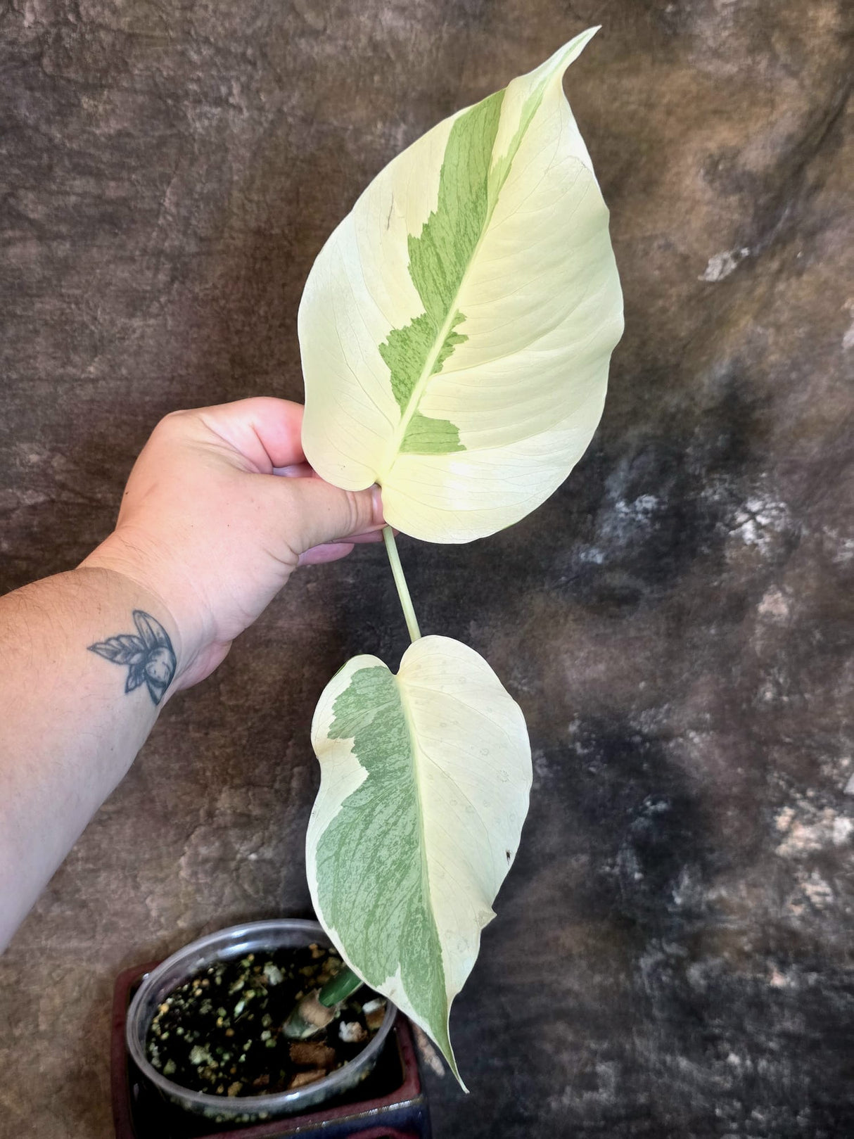 Variegated Monstera Albo - White Monstera - US Seller (July-14-29)