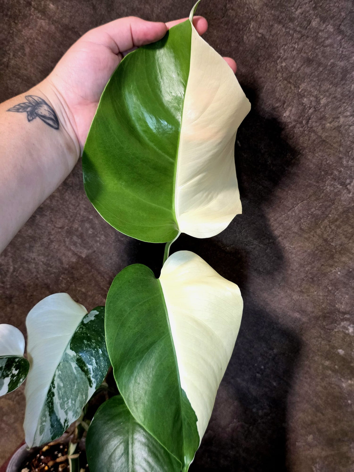 Variegated Monstera Albo - White Monstera - US Seller (July-14-30)