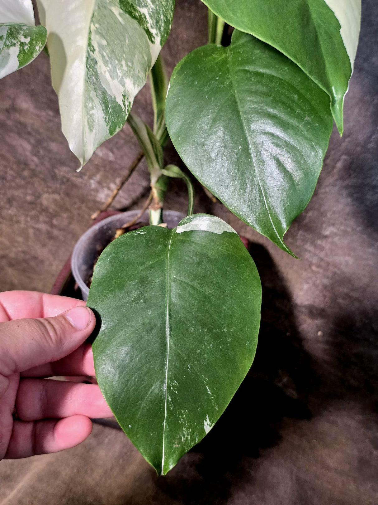 Variegated Monstera Albo - White Monstera - US Seller (July-14-30)