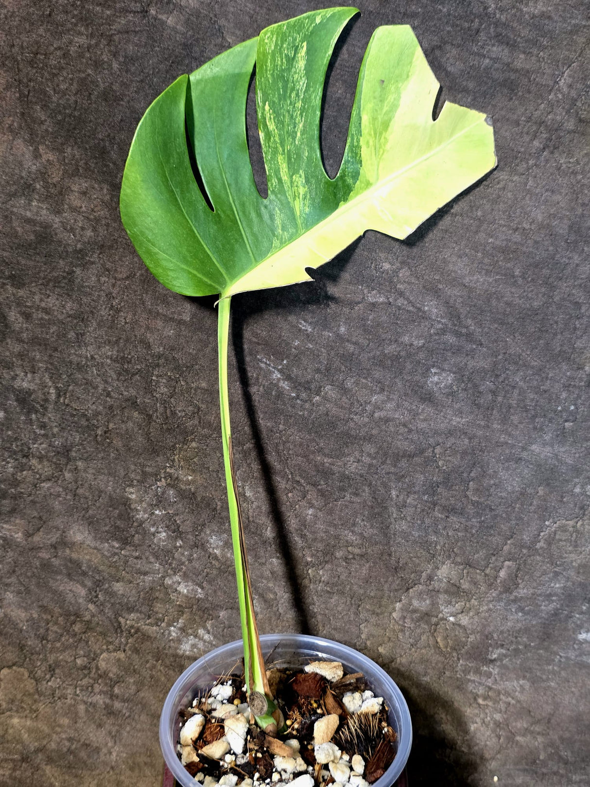 Monstera Aurea Variegated Borsigiana - Exact Plant - (July-14-33)