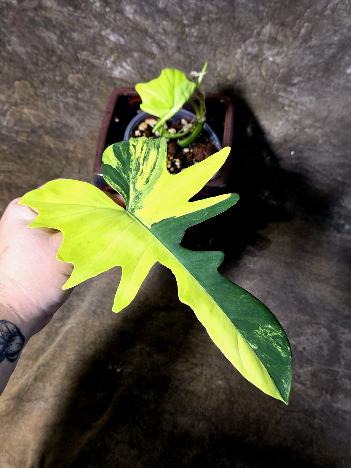 Variegated Philodendron Florida Beauty x Mayoi - (July-14-35)