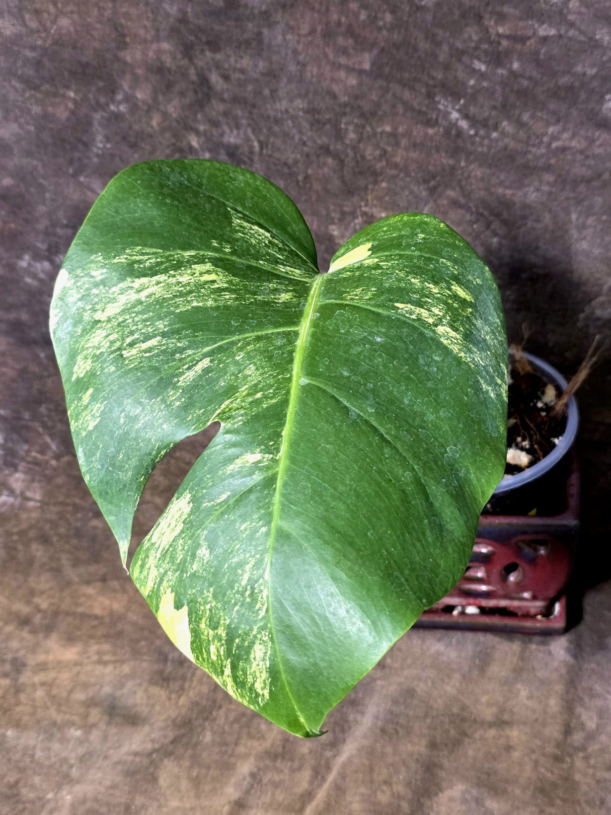 Monstera Aurea Variegated Borsigiana - Exact Plant - (July-14-36)