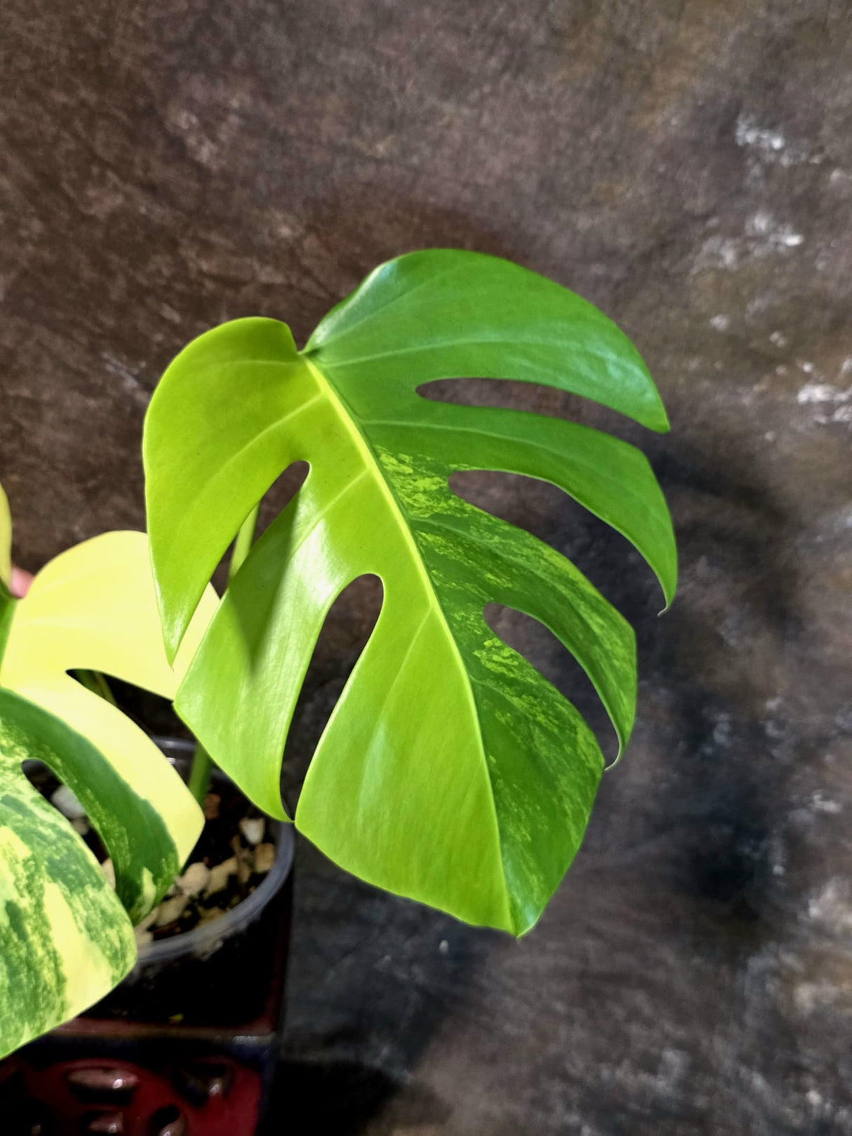 Monstera Aurea Variegated Borsigiana - Exact Plant - (July-14-39)