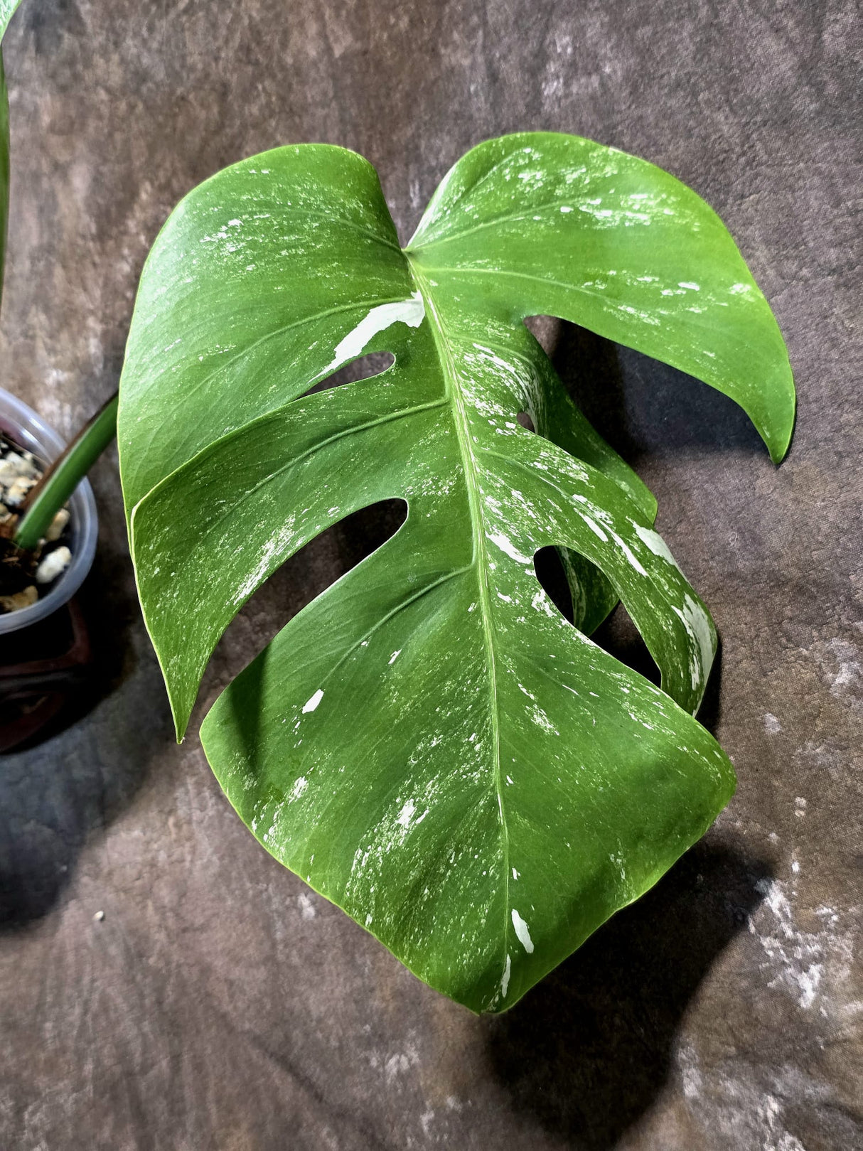 Variegated Monstera Albo - White Monstera - US Seller (July-14-40)